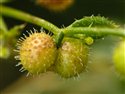 Galium aparine