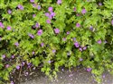 Geranium pyrenaicum