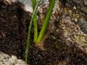 Gagea serotina