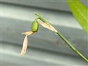 Galanthus woronowii