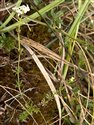 Limestone Bedstraw