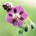 Geranium phaeum