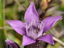 Gentianella germanica