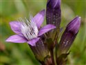 Gentianella germanica