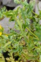Glaucium flavum