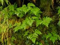 Gymnocarpium dryopteris