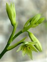 Galtonia viridiflora