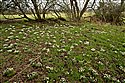 Galanthus nivalis