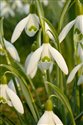 Galanthus nivalis