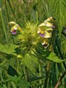 Galeopsis speciosa