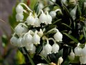 Gaultheria mucronata