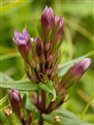 Gentianella amarella