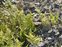 The Woodlsia family, Woodsiaceae, Gymnocarpium robertianum