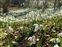 Boundaries, Galanthus nivalis
