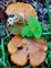 Cortinariaceae, Gymnopilus junonius