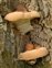 Ganodermataceae, Ganoderma resinaceum