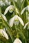 Boundaries, Galanthus nivalis