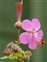 Flower, Geranium macrorrhizum