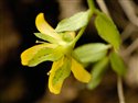Hypericum humifusum