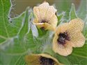 Hyoscyamus niger