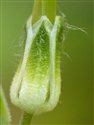 Hesperis matronalis