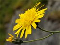 Hieracium cillense