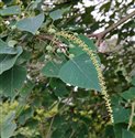 Homalanthus populifolius