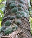 Hoya imbricata