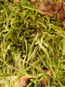 Hypnum cupressiforme
