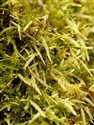 Hypnum cupressiforme