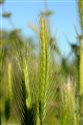 Hordeum murinum