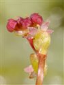 Hydrocotyle vulgaris