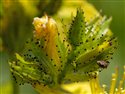 Hypericum montanum