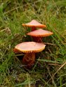 Hygrocybe coccinea