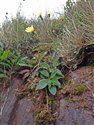 Hieracium breconicola