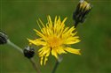 Hieracium leyanum