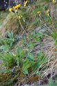 Hieracium neocoracinum