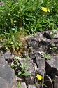 Hieracium reticulatiforme