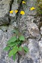 Hieracium sanguineum