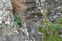 Hieracium stenopholidium