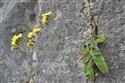 Hieracium subbritannicum