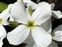 Urban, Hesperis matronalis