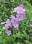 Urban, Hesperis matronalis