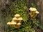 Strophariaceae, Hypholoma fasciculare