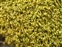 Neckeraceae, the Feather-moss family, Homalia trichomanoides