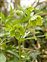 Anther, Helleborus viridis