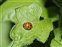 Coccinellidae, Henosepilachna argus
