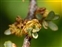 Flower, Hippophae rhamnoides