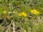 Calcareous grassland, Hippocrepis comosa