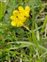 Calcareous grassland, Hippocrepis comosa